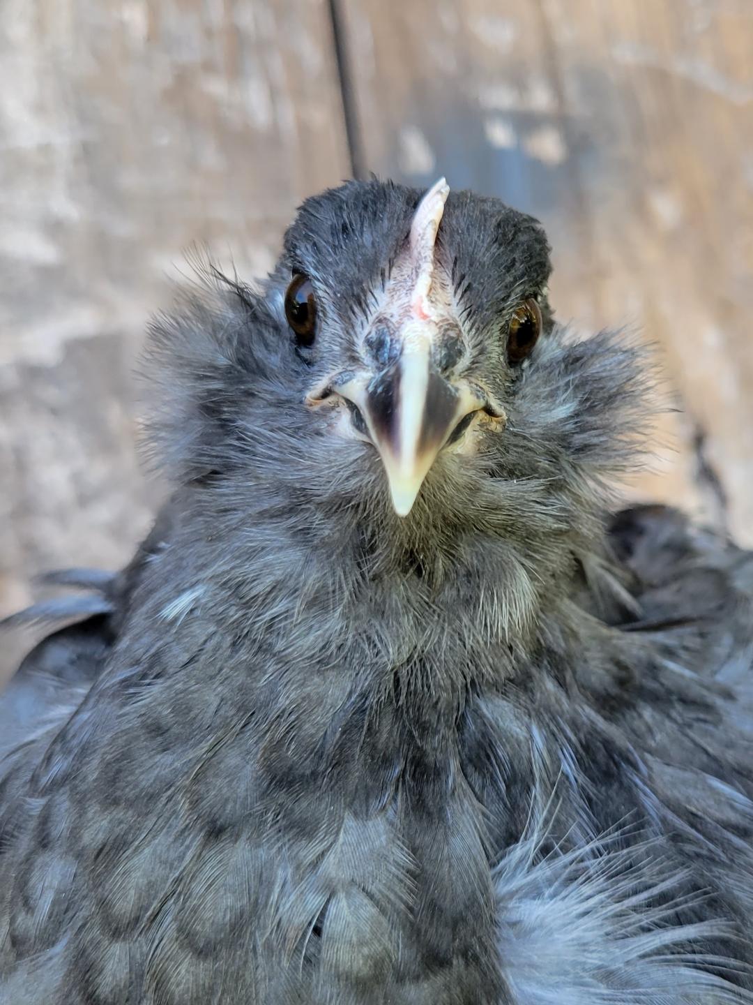 Olive Egger Started Pullet Chicken Hens "Dark Green Egg Layer" 8 to 9 Weeks Old Ready Now