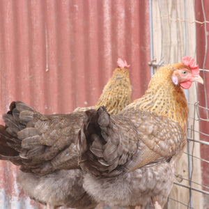 Penedesenca Chicks