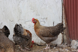 Penedesenca Chicks