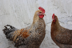 Penedesenca Chicks