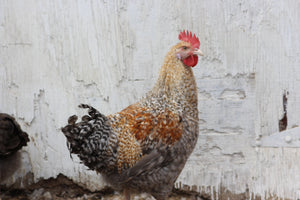 Penedesenca Chicks