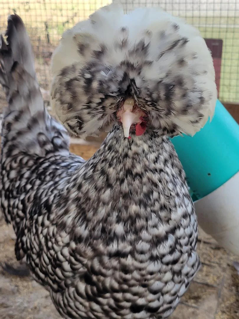 White Crested Cuckoo Polish Started Young Pullet Hens 7 to 8 Week Old Ready Now