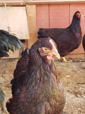 Older Heritage Rhode Island Red Started Young Pullet Hens