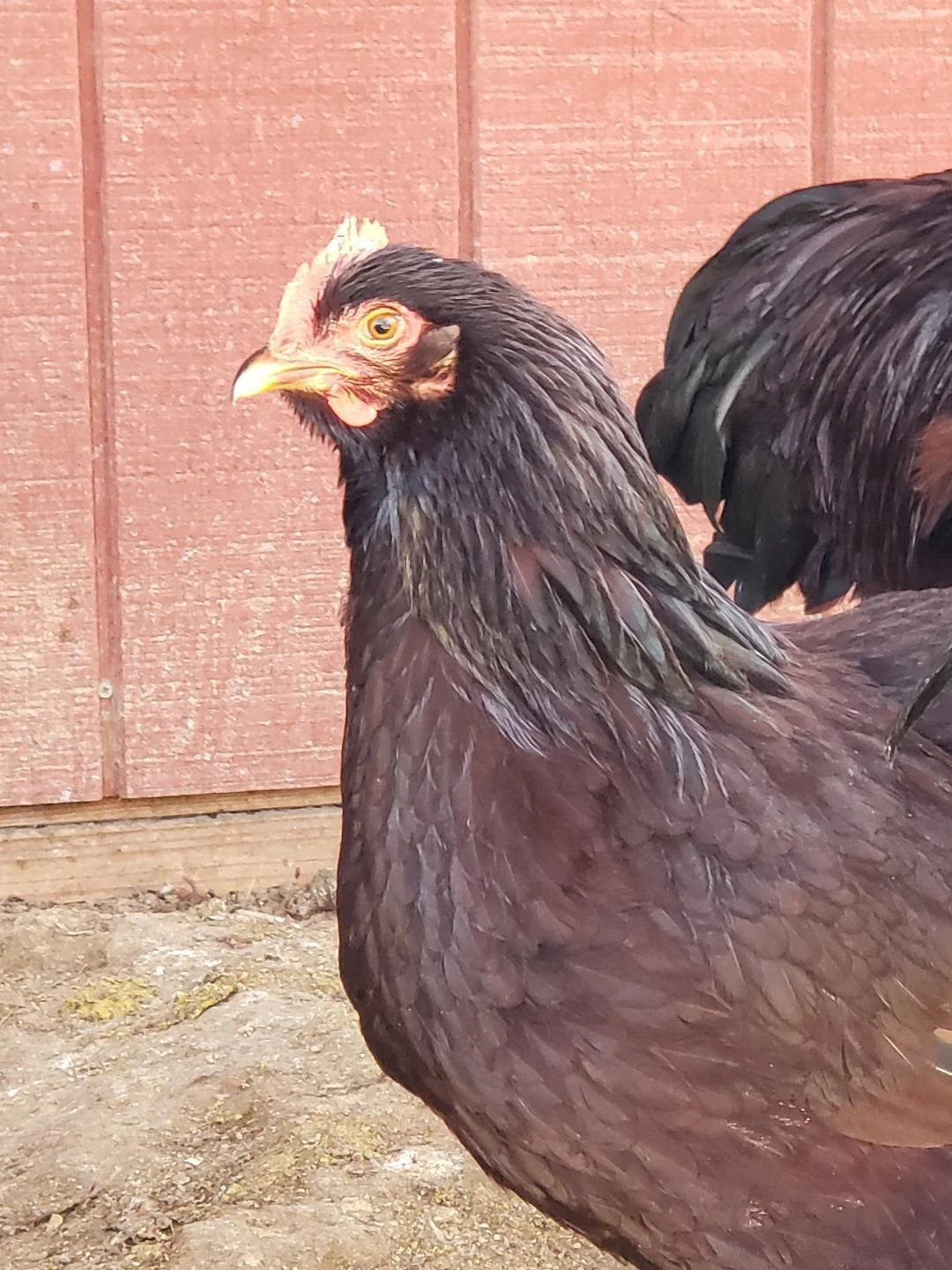 Heritage Rhode Island Red Started Young Pullet Hens 7 to 8 Weeks Old Ready Now