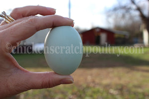 Older Rumpless Tufted Araucana Started Young Pullet Hens