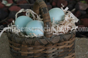 Older Rumpless Tufted Araucana Started Young Pullet Hens