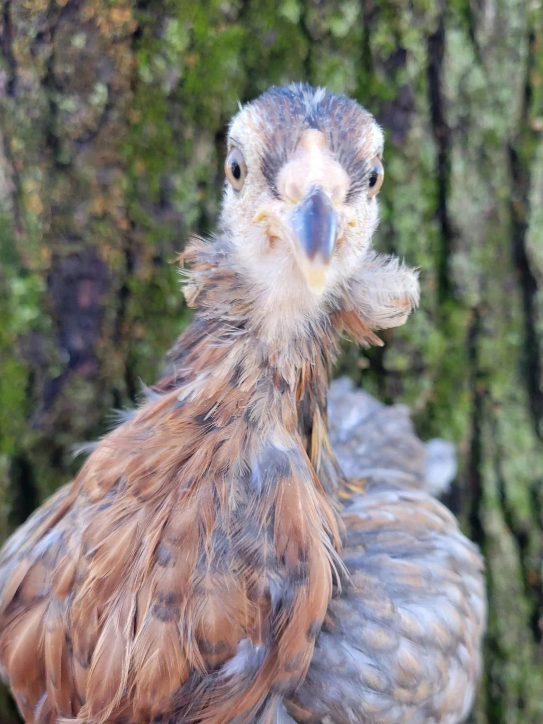 Rumpless Tufted Araucana Started Young Pullet Hens 7 to 8 Weeks Old Ready Now
