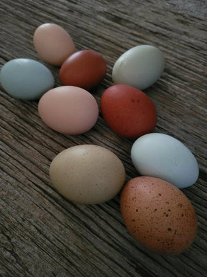 Older Rumpless Tufted Araucana Started Young Pullet Hens