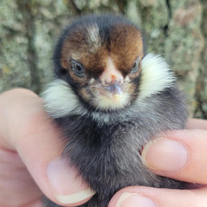 Older Rumpless Tufted Araucana Started Young Pullet Hens