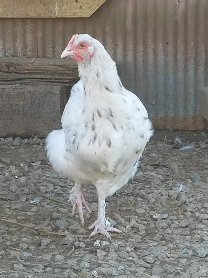French Splash Marans Started Young Pullet Hens