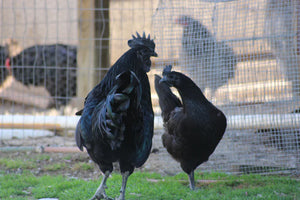 Ayam Cemani / Black Chicken Fertile Hatching Eggs