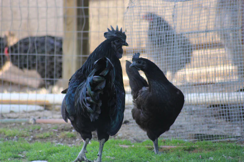 15 Black Chicken Breeds That You Will Surely Like 