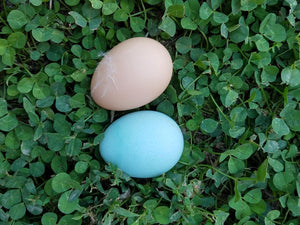 Ameraucana Chicks Blue Egg Layer