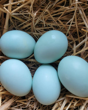 Ameraucana Fertile Hatching Eggs Blue Egg Layer
