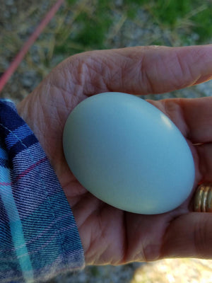 Ameraucana Fertile Hatching Eggs Blue Egg Layer