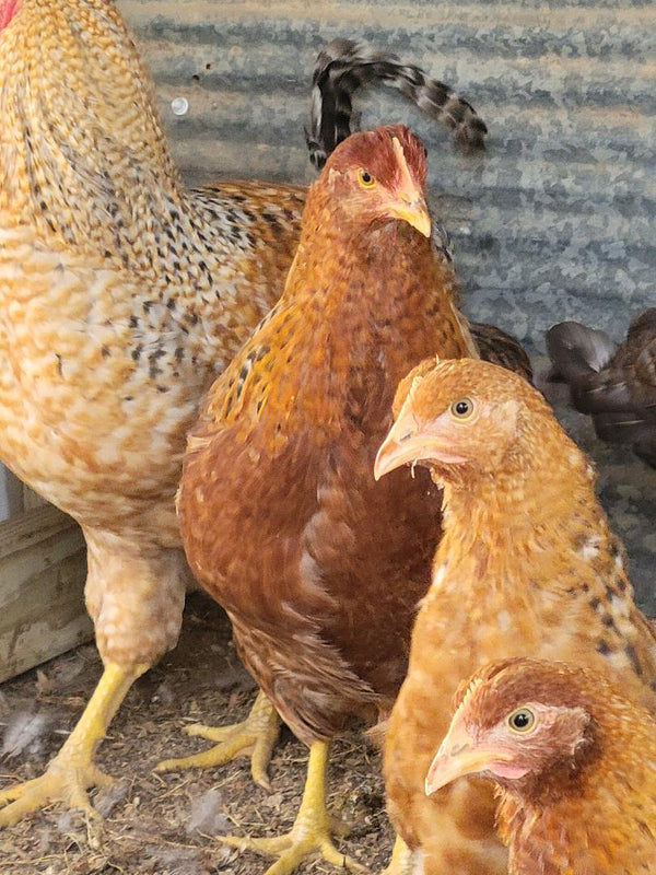 Bielefelder Started Young Pullets Chicken Scratch Poultry