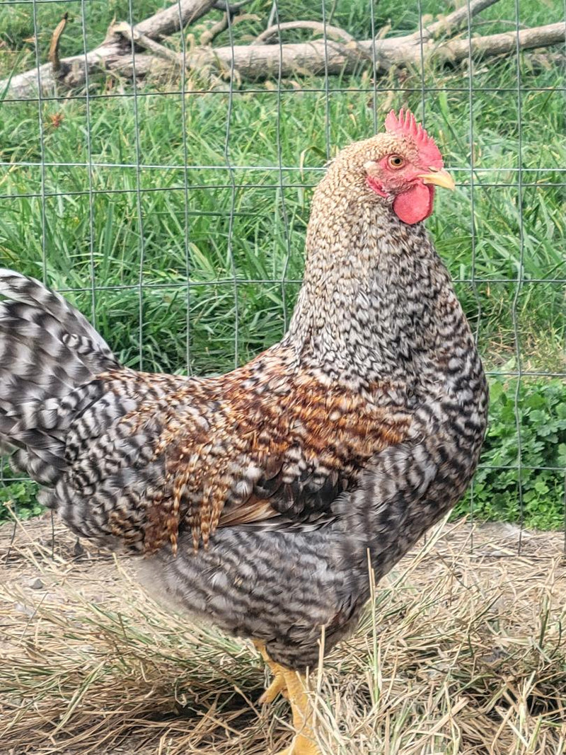 Bielefelder Started Young Pullets Chicken Scratch Poultry