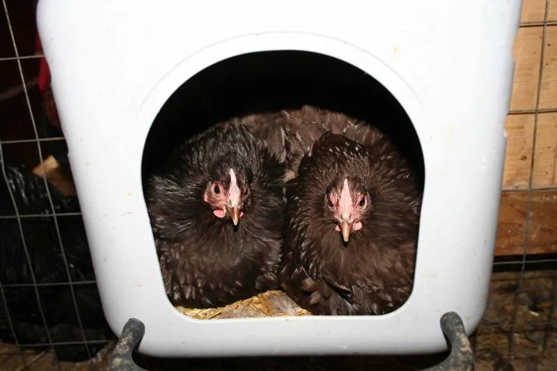 Chocolate Orpington Bantam Started Young Pullet Hens 7 to 8 Weeks Old Ready Now