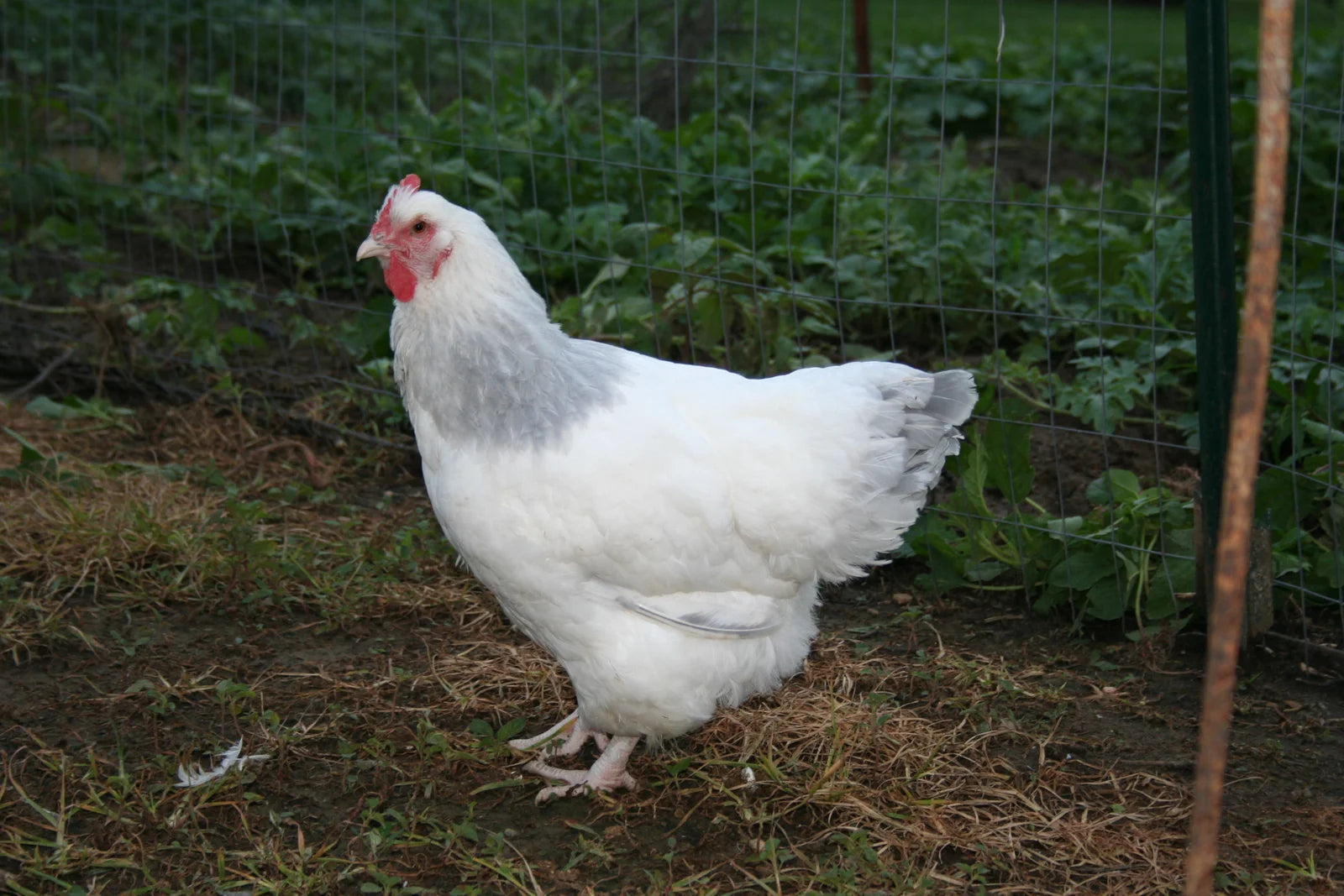 Older Coronation Sussex Started Young Pullet Hens