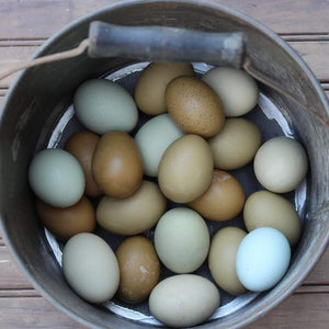 Older Olive Egger Started Pullet Hens "Dark Green Egg Layer"