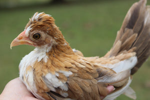 Kikiriki Chicks