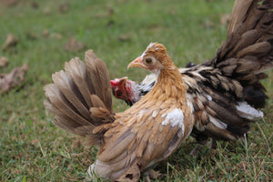 Kikiriki Chicks