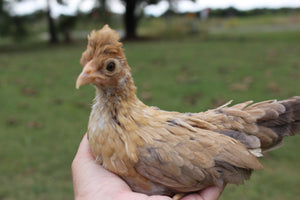 Kikiriki Chicks