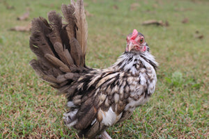 Kikiriki Chicks
