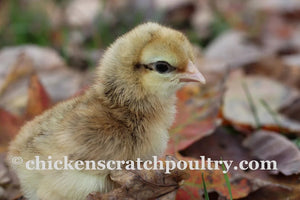 Older Crested Cream Legbar Started Young Pullet Hens