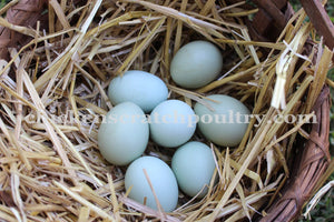 Older Crested Cream Legbar Started Young Pullet Hens