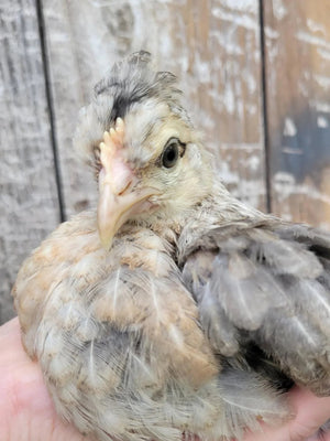 Older Crested Cream Legbar Started Young Pullet Hens