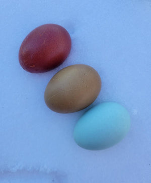 Crested Cream Legbar Fertile Hatching Eggs