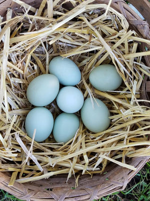 Crested Cream Legbar Fertile Hatching Eggs