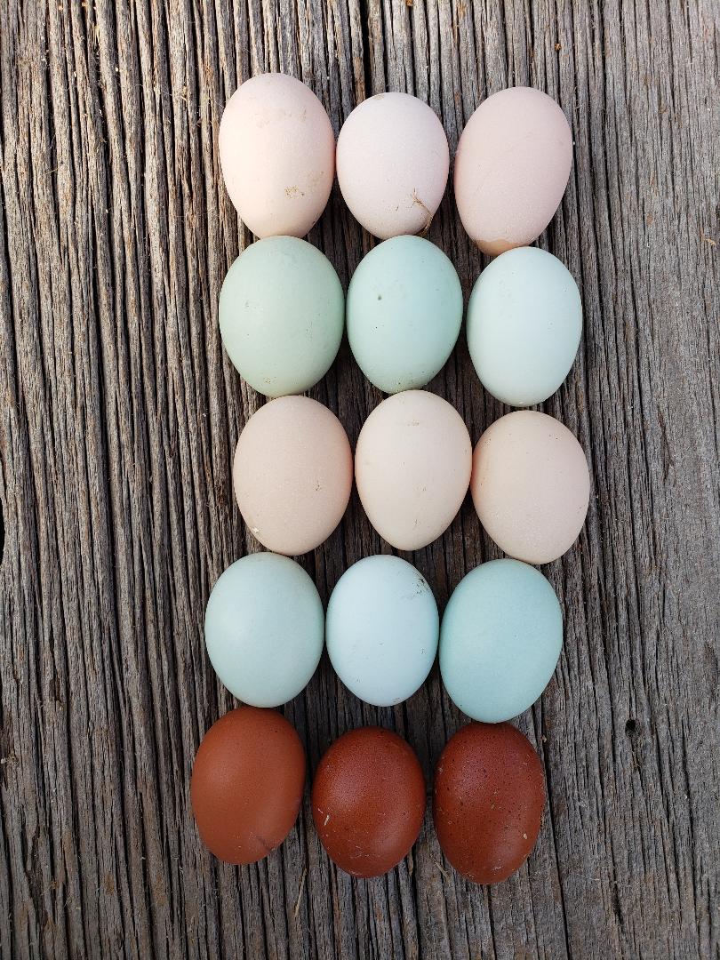 Light Sussex Fertile Hatching Eggs Chicken Scratch Poultry light-sussex-fertile-hatching-eggs-chicken-scratch-poultry
