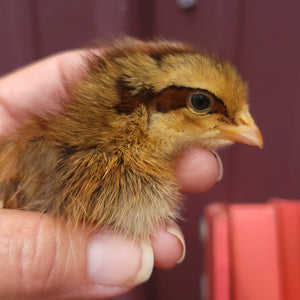 Penedesenca Chicks