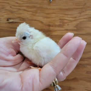 Kikiriki Chicks