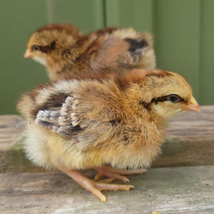 Penedesenca Chicks
