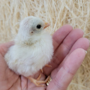Kikiriki Chicks