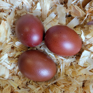 French Black Copper Marans Chicks