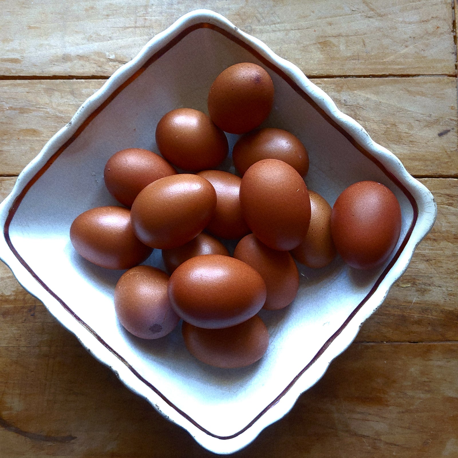 French Black Copper Marans Chicks