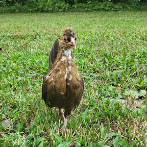Kikiriki Chicks