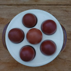 French Black Copper Marans Chicks