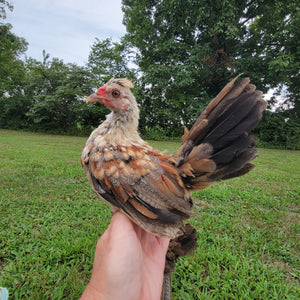 Kikiriki Chicks