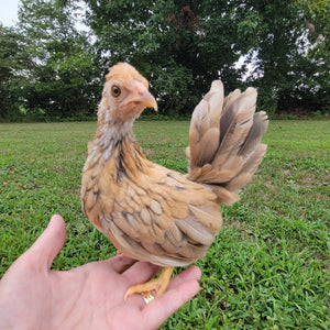 Kikiriki Chicks