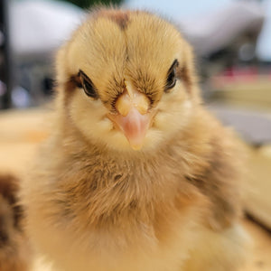 Penedesenca Chicks