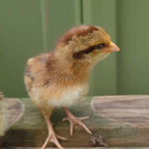 Penedesenca Chicks