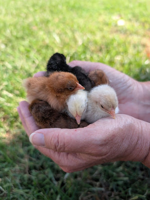 Kikiriki Chicks