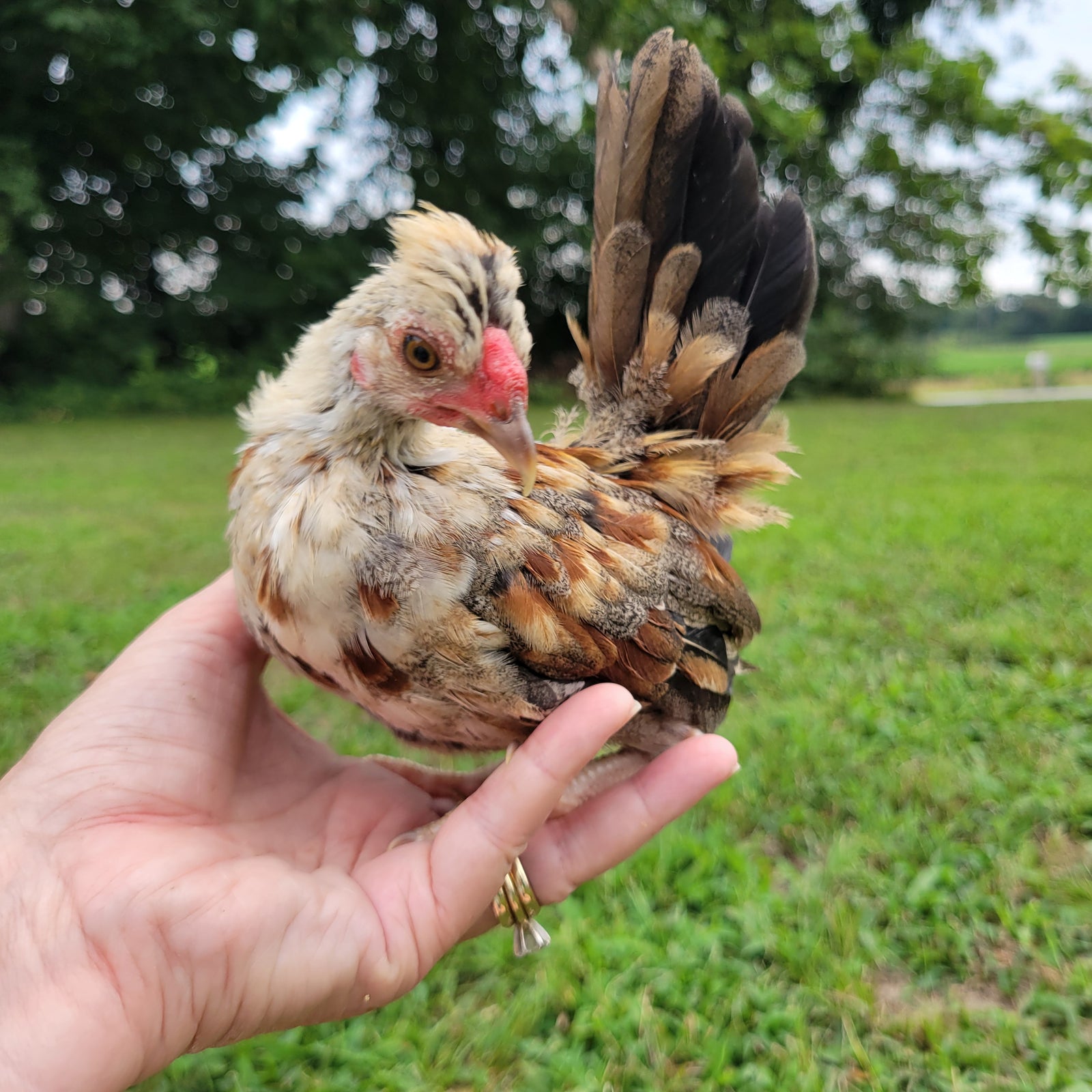 Kikiriki Chicks