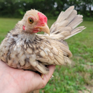 Kikiriki Chicks