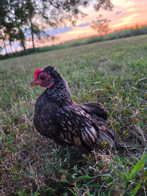 Kikiriki Chicks